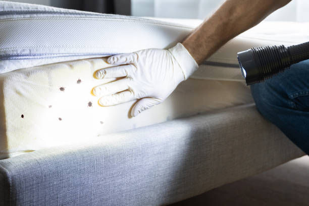 Best Wasp Removal Services  in Russiaville, IN