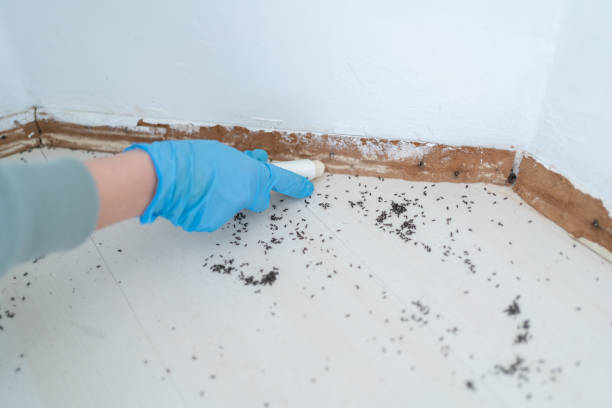 Best Mosquito Control Services  in Russiaville, IN